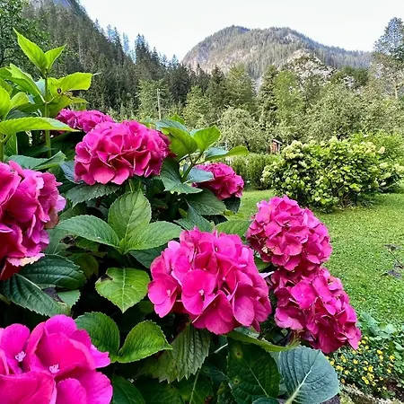 Weichselboden, Alte Schule Apartamento *