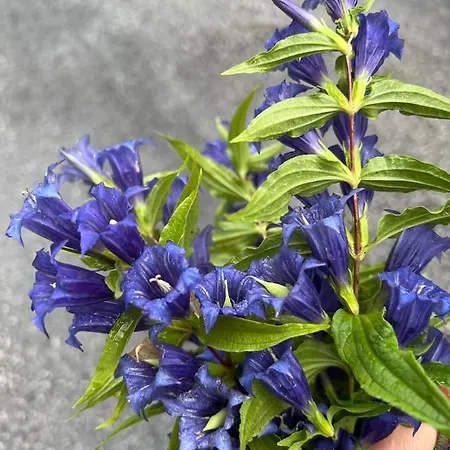 Apartman Weichselboden, Alte Schule Weichselboden