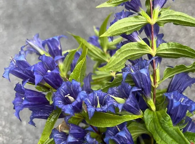 Apartment Weichselboden, Alte Schule Weichselboden